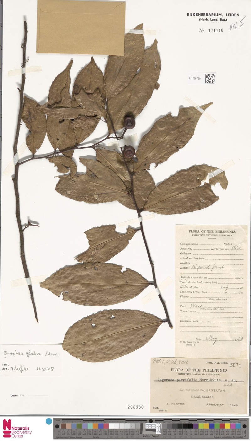 Orophea glabra photo 5