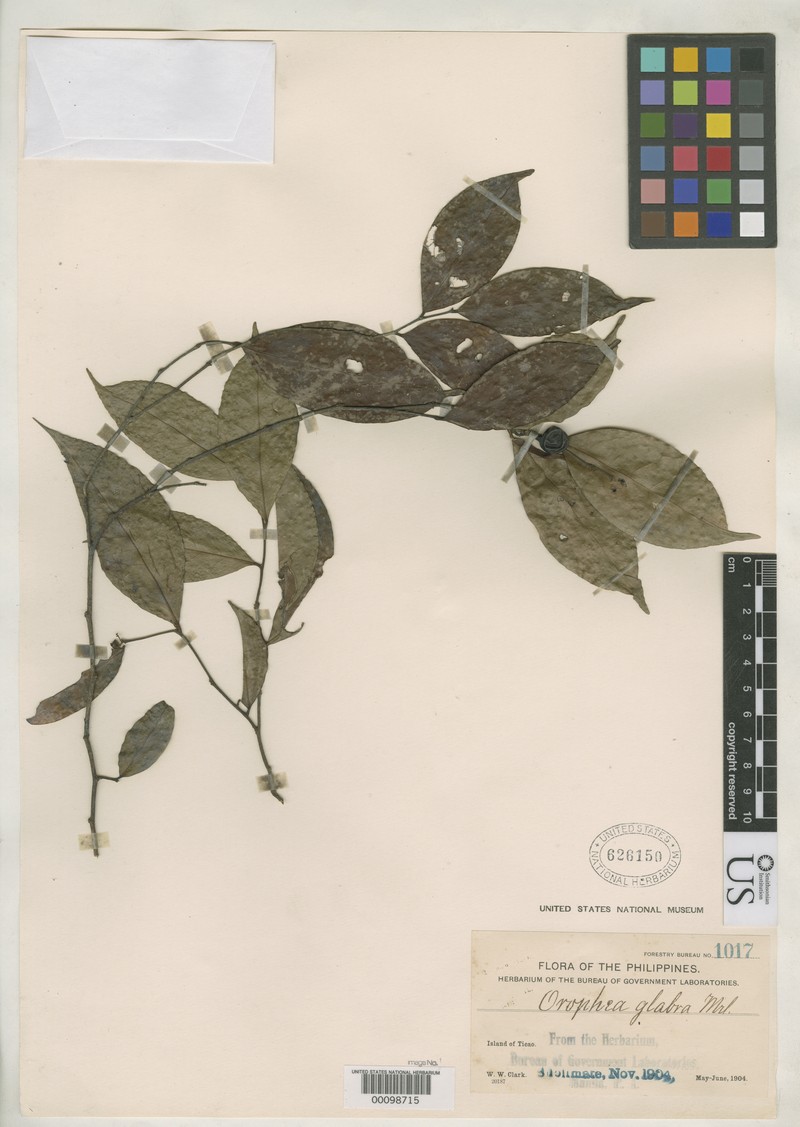 Orophea glabra
