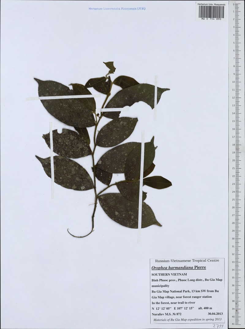 Orophea harmandiana