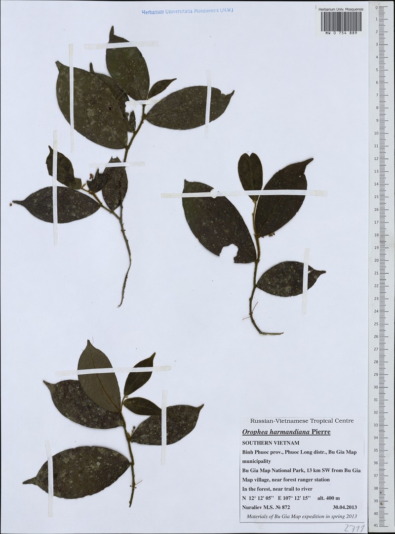 Orophea harmandiana photo 2