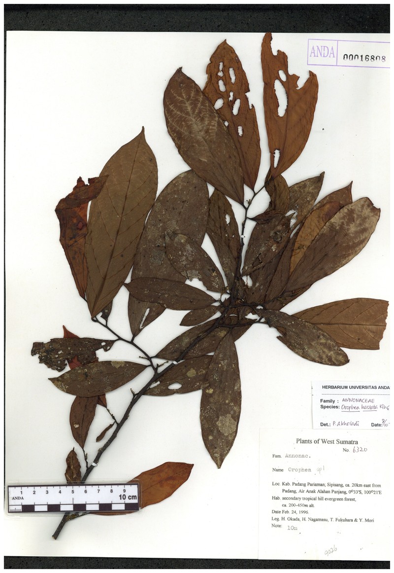 Orophea hastata