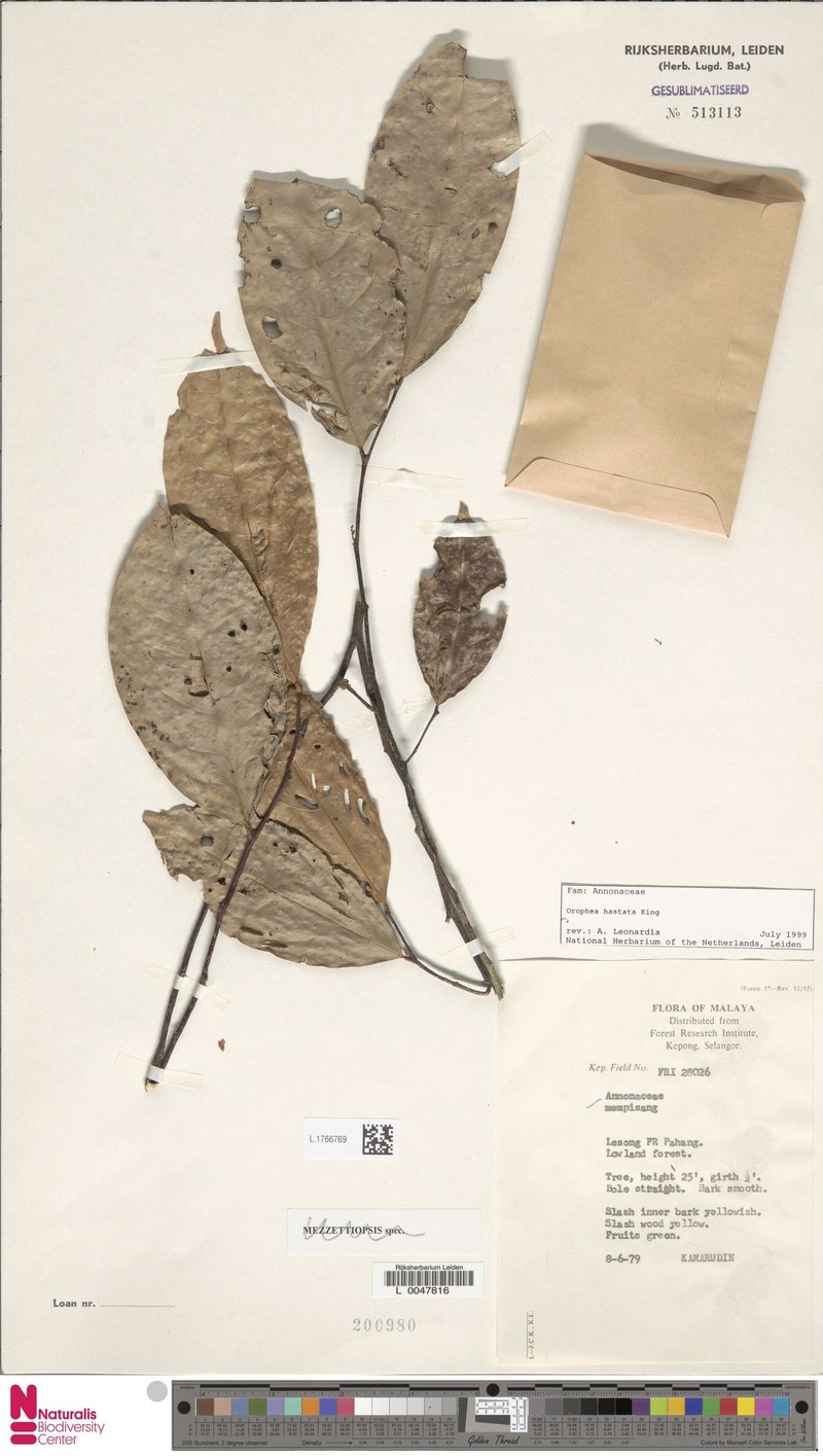 Orophea hastata photo 2