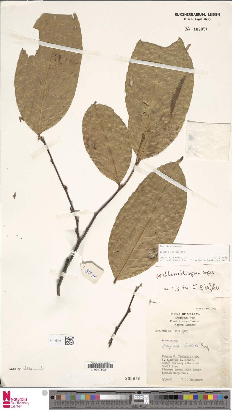 Orophea hastata photo 3