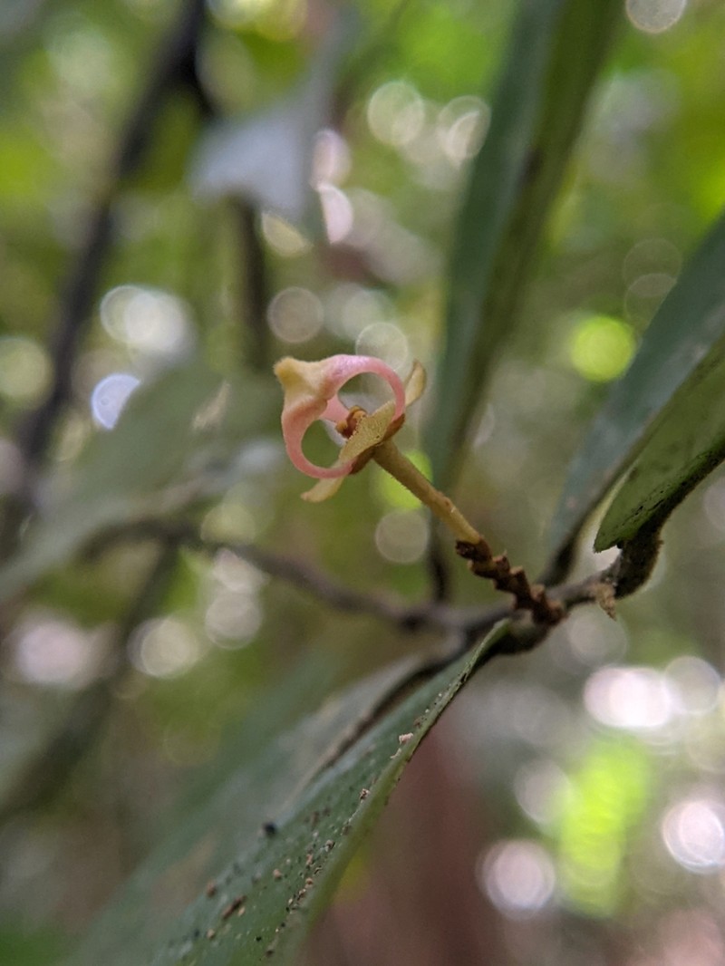 Orophea hexandra