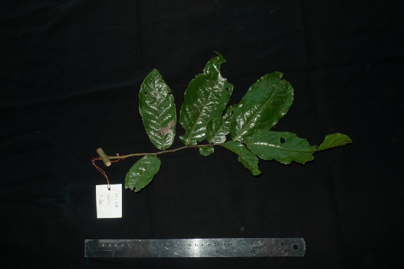 Orophea hexandra photo 2