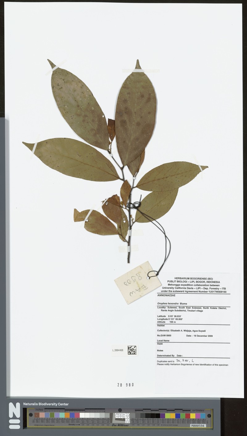 Orophea hexandra photo 4