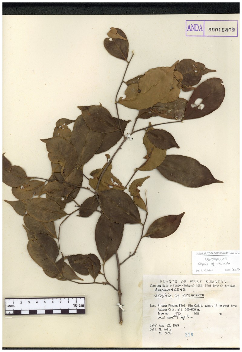 Orophea hexandra photo 5