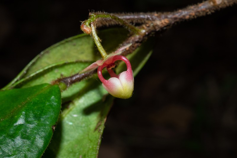 Orophea hirsuta