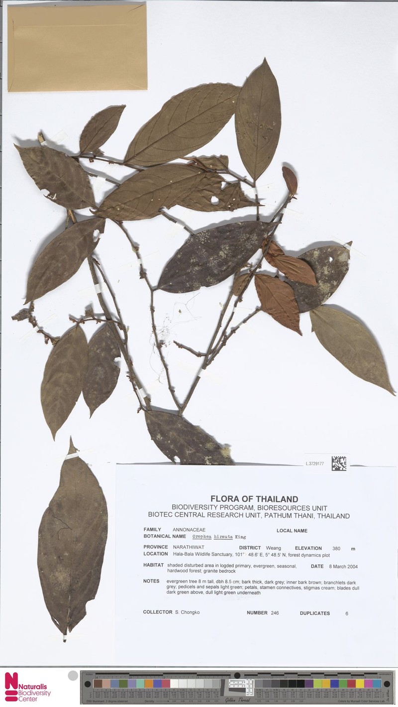 Orophea hirsuta photo 2