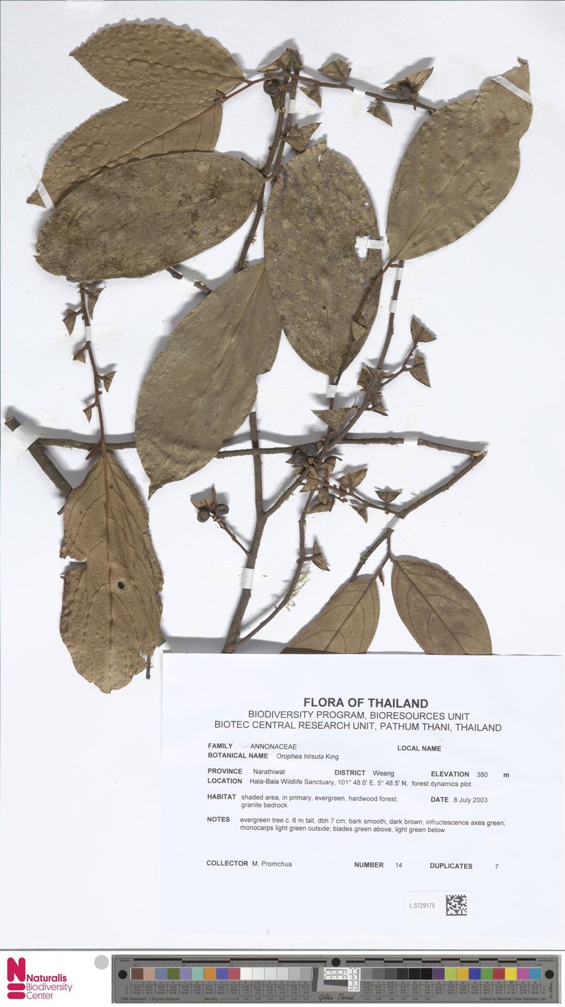 Orophea hirsuta photo 3