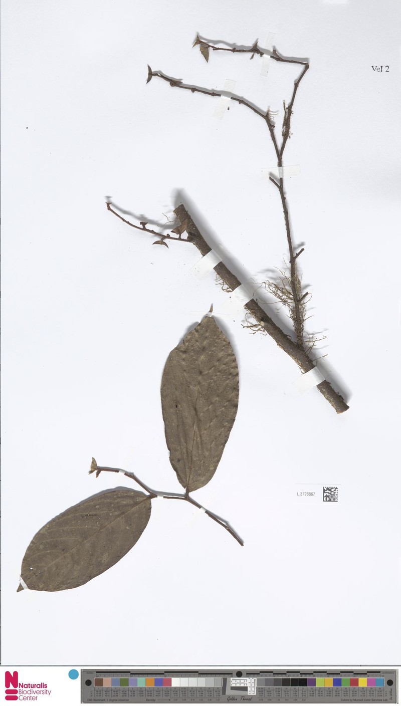 Orophea hirsuta photo 4