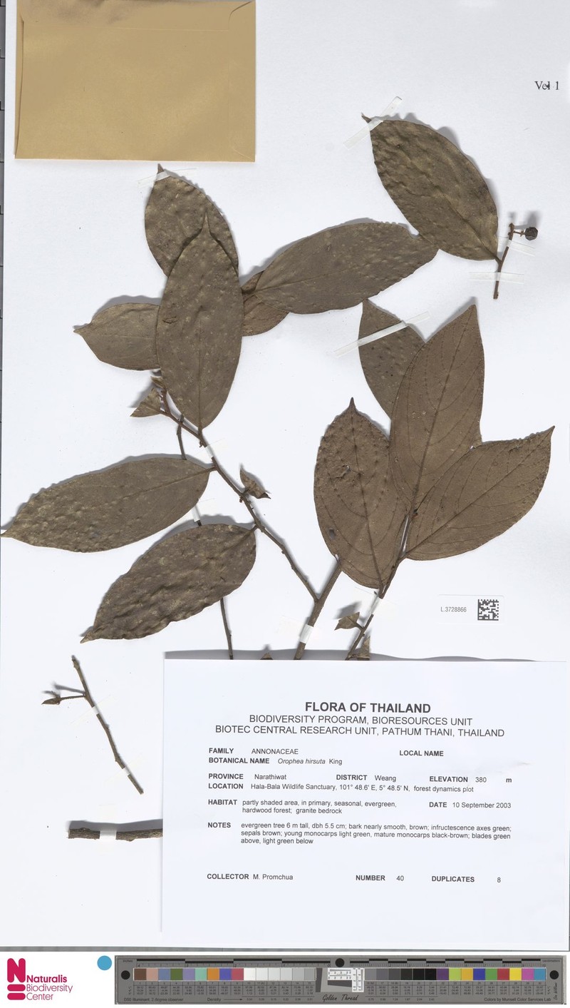 Orophea hirsuta photo 5