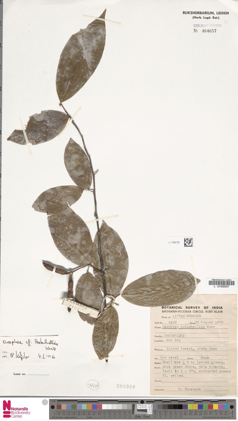 Orophea katschallica photo 2