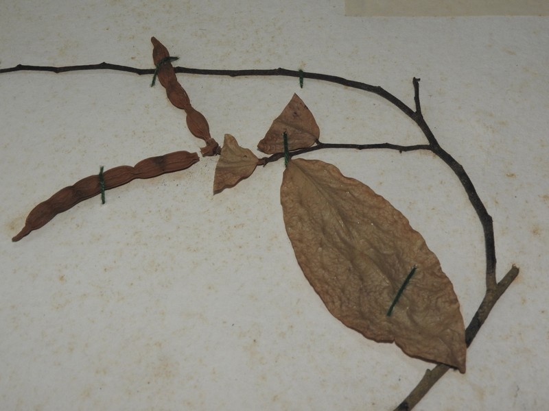 Orophea katschallica