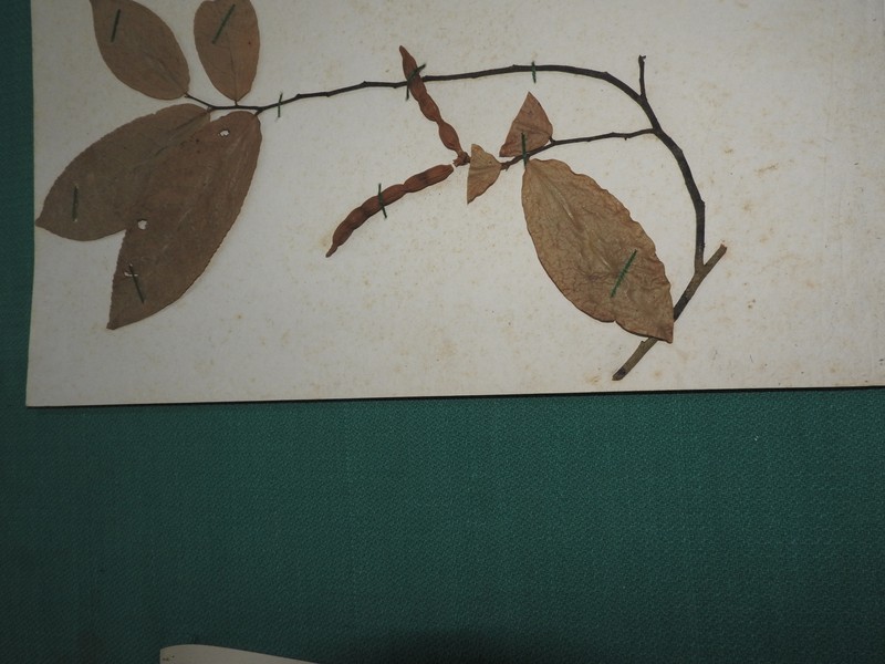 Orophea katschallica photo 3