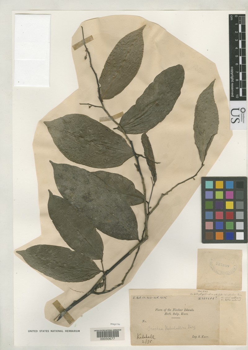 Orophea katschallica photo 4