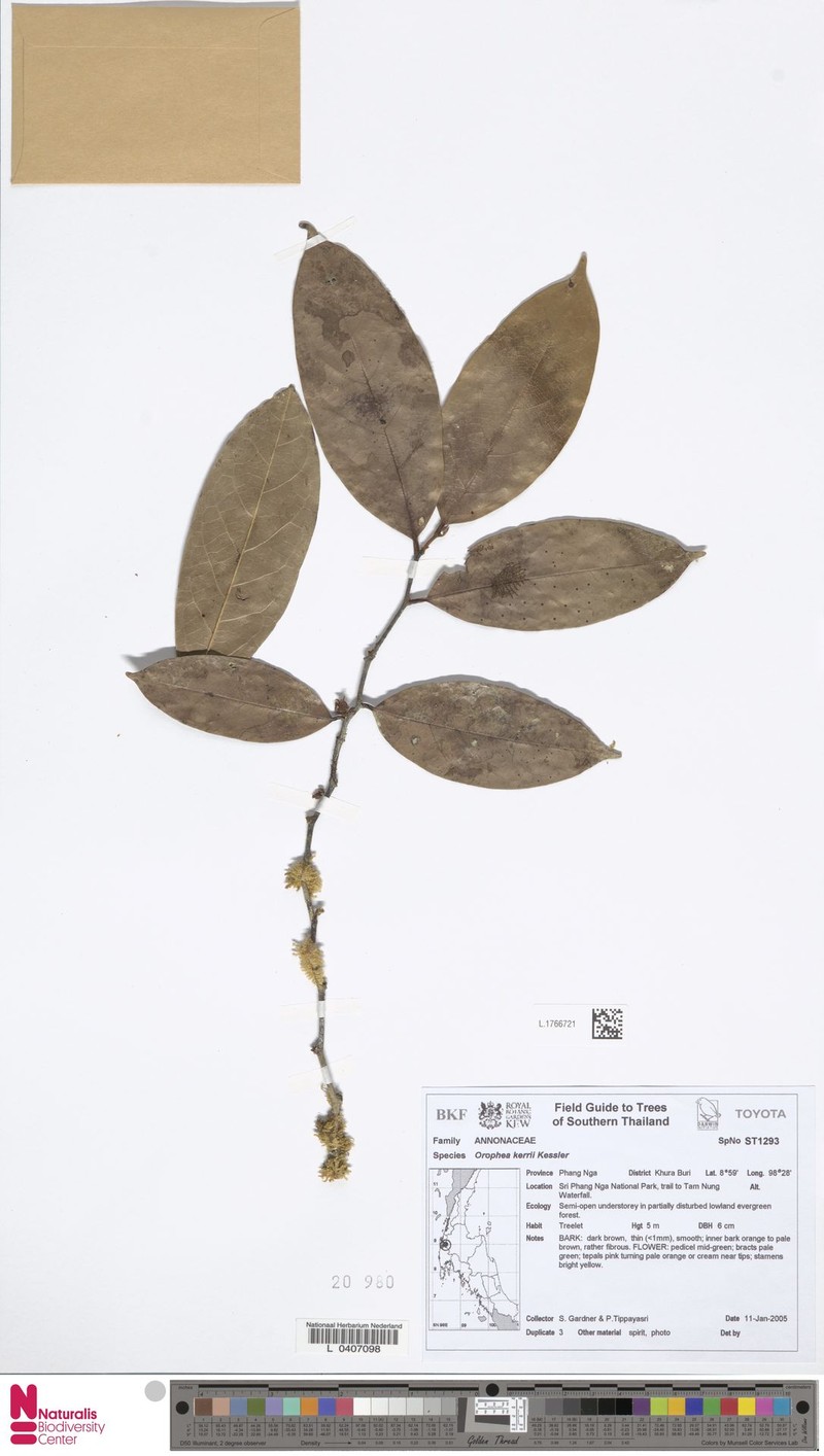 Orophea kerrii