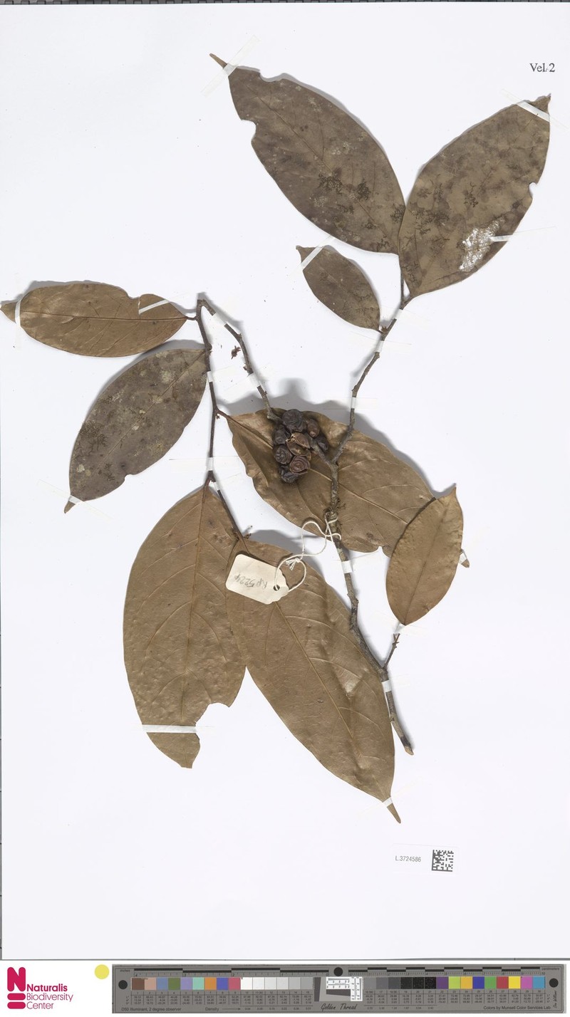 Orophea kerrii photo 2
