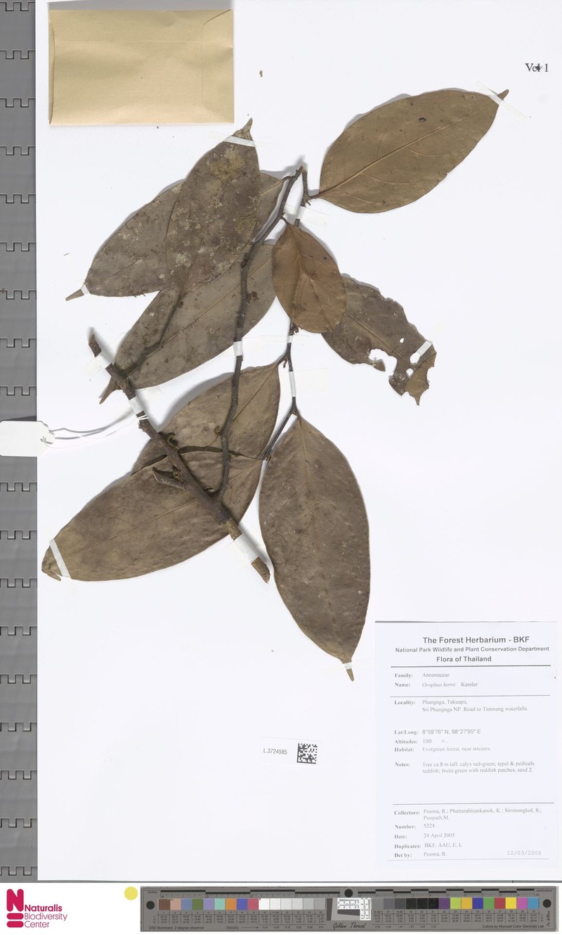 Orophea kerrii photo 3