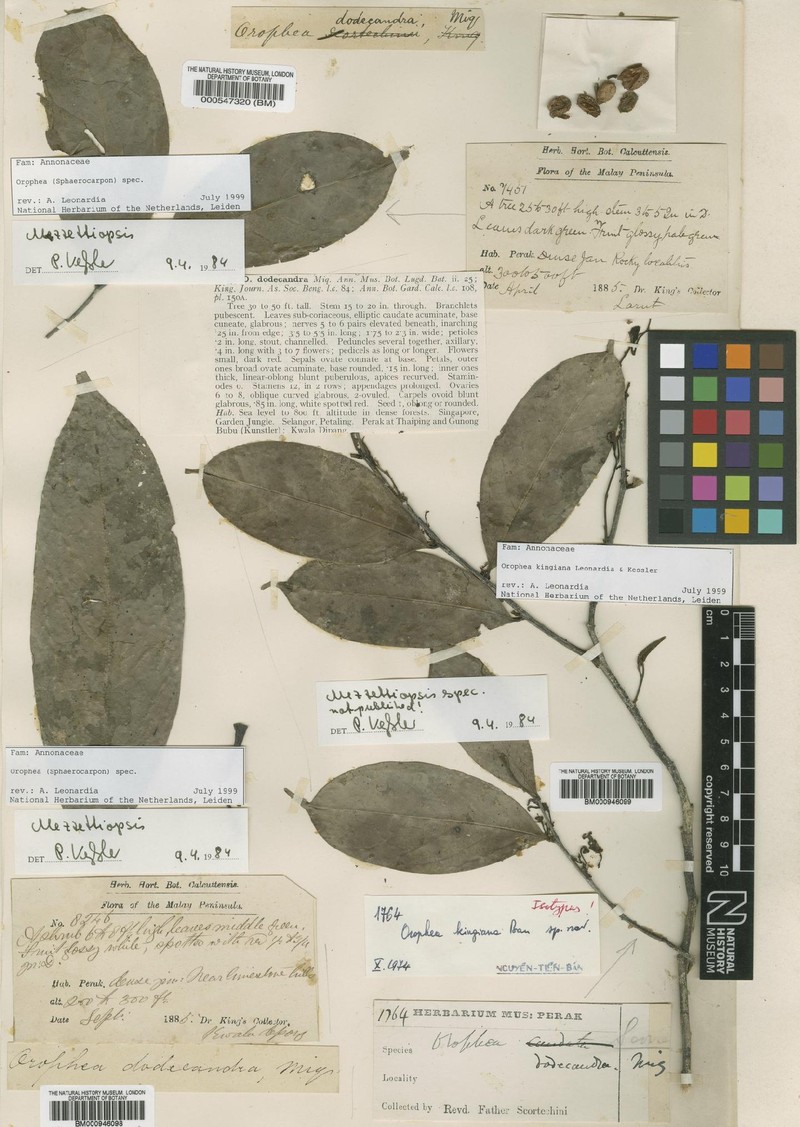 Orophea kingiana photo 2