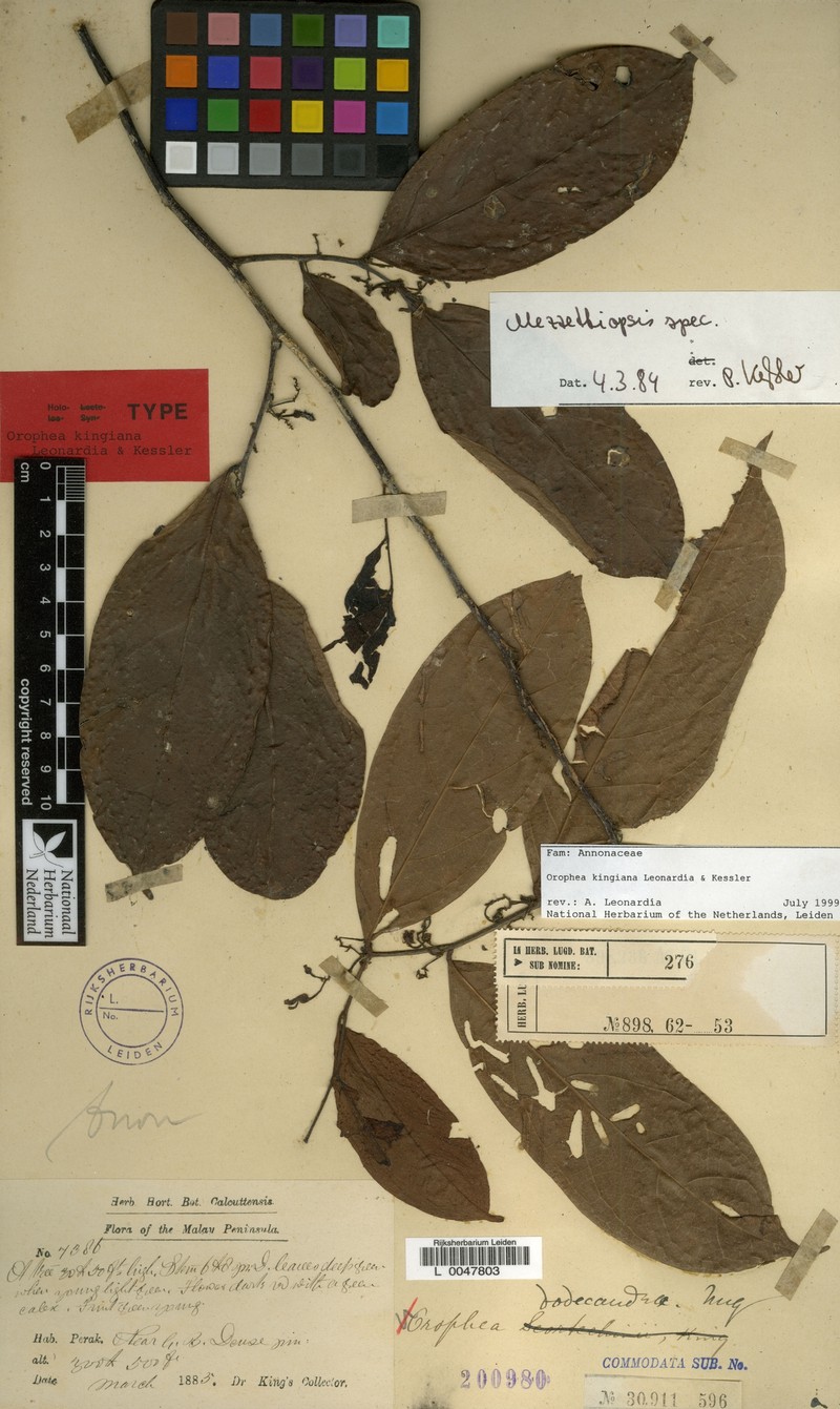 Orophea kingiana photo 3