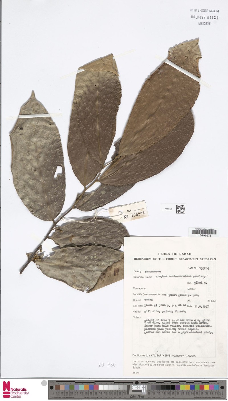 Orophea kostermansiana photo 2