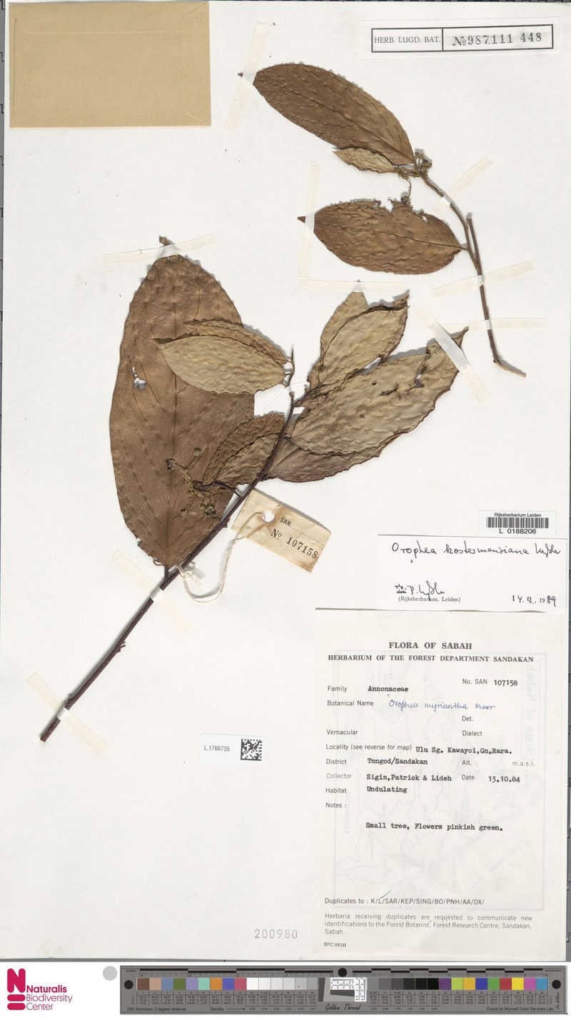 Orophea kostermansiana photo 3
