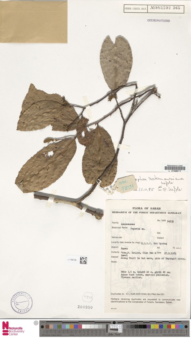 Orophea kostermansiana photo 4