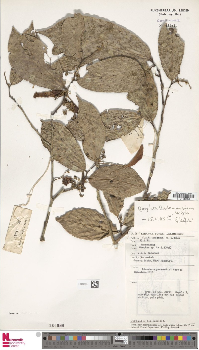Orophea kostermansiana photo 5
