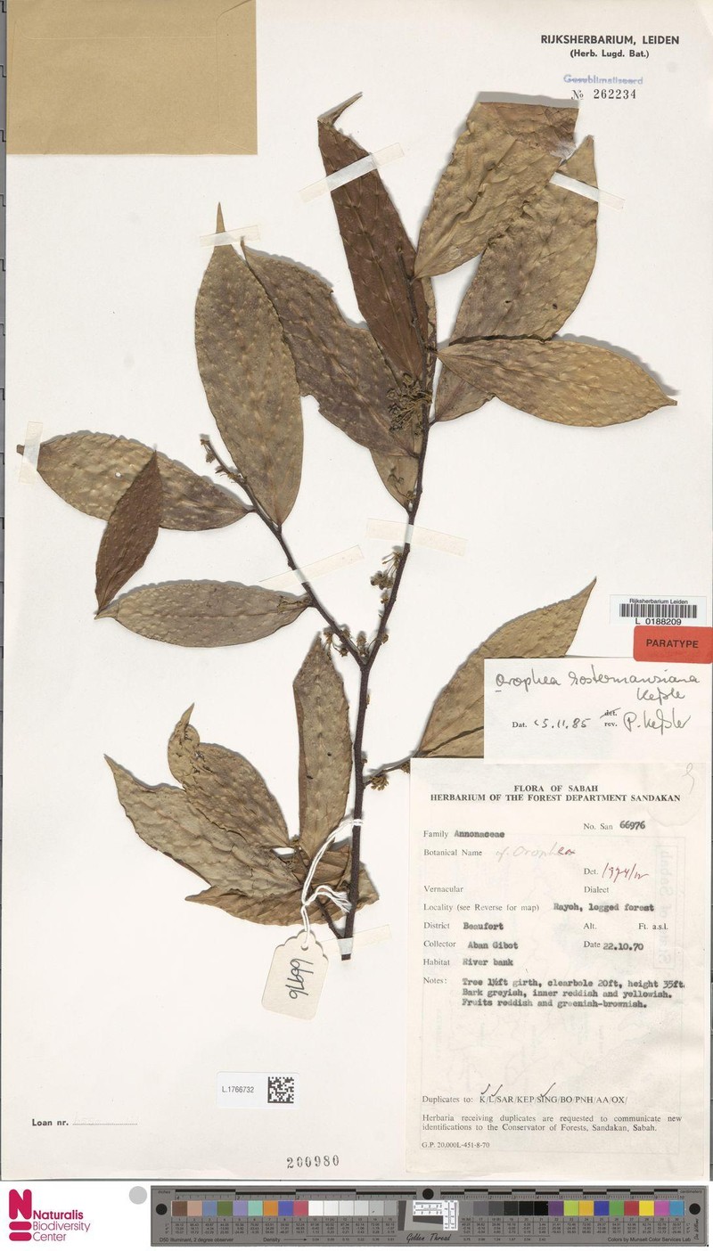 Orophea kostermansiana