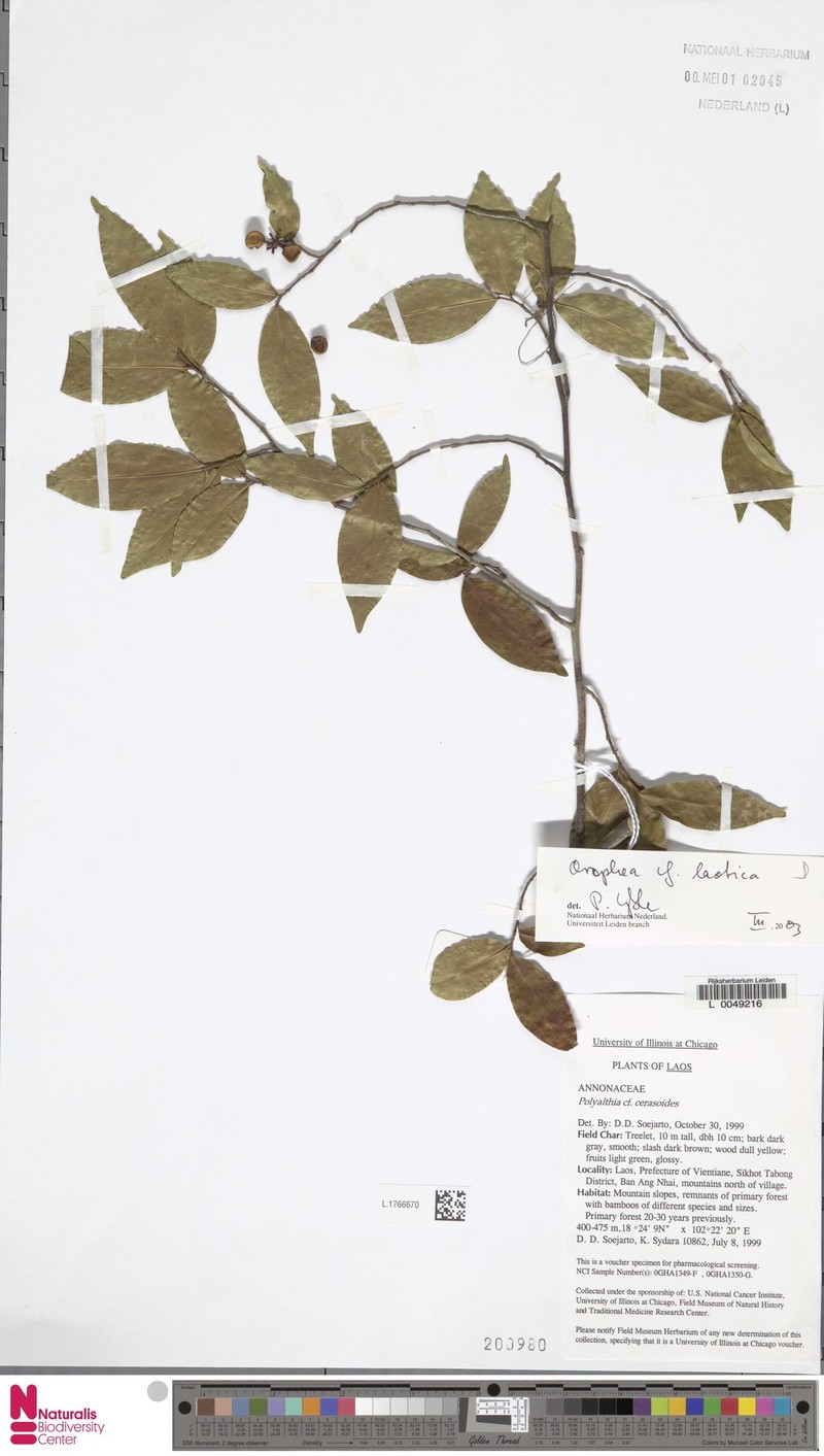 Orophea laotica