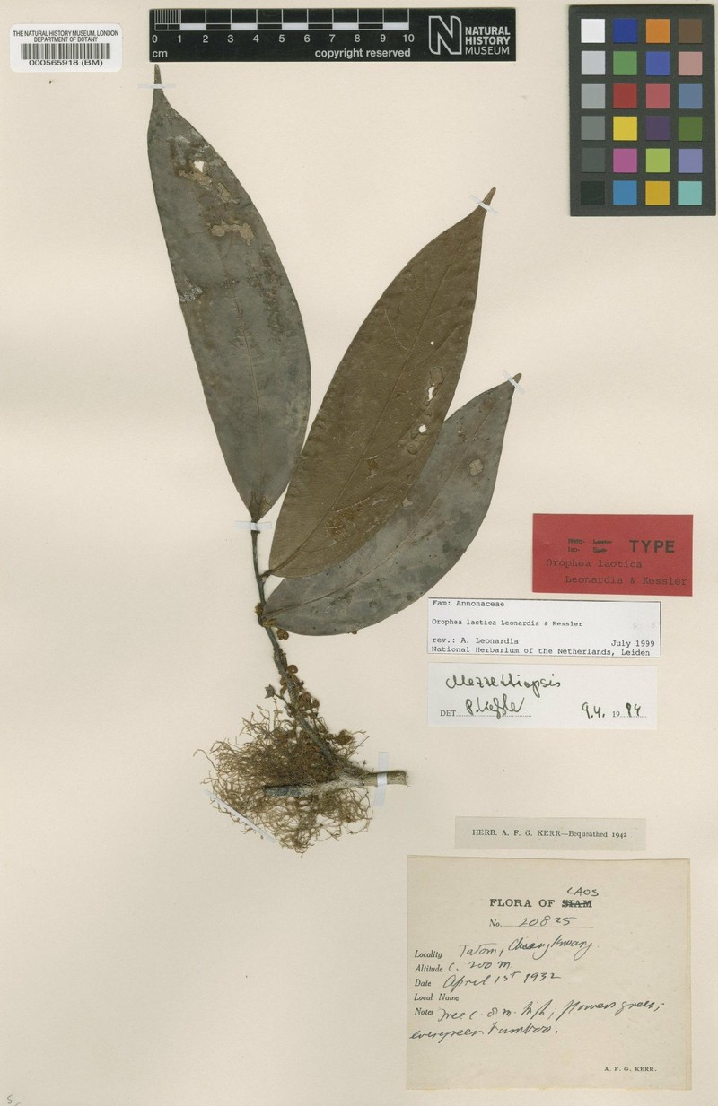 Orophea laotica photo 2