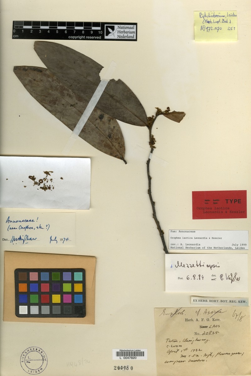 Orophea laotica photo 3