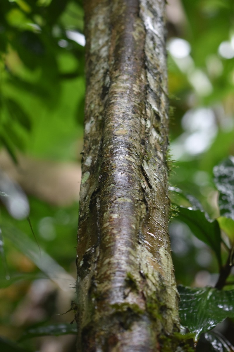 Orophea laui photo 2