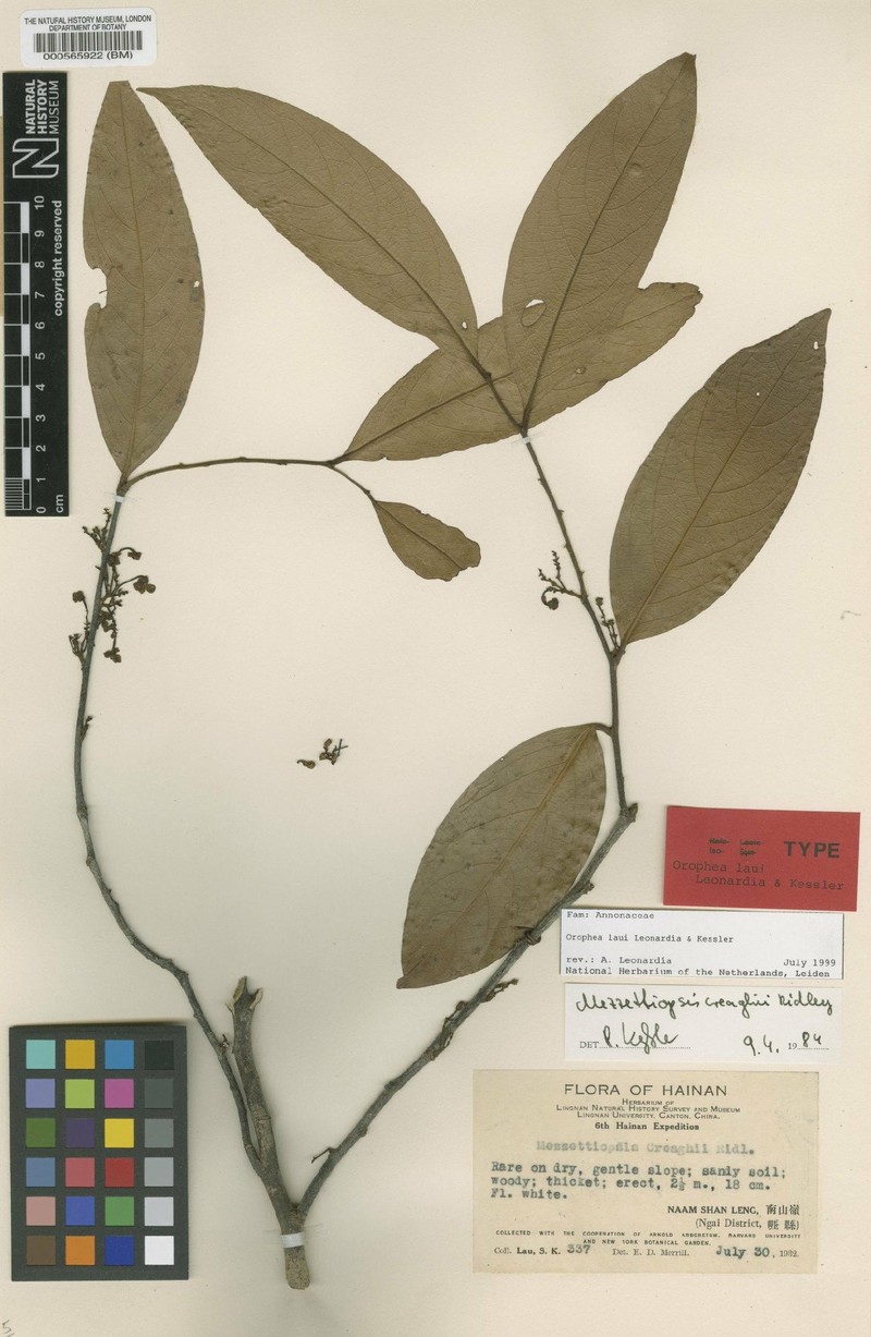 Orophea laui photo 3