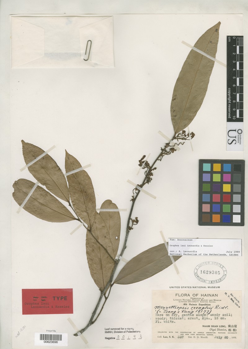 Orophea laui