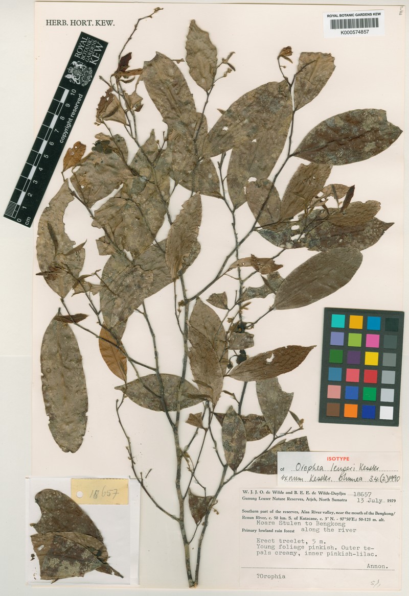 Orophea leuseri photo 2