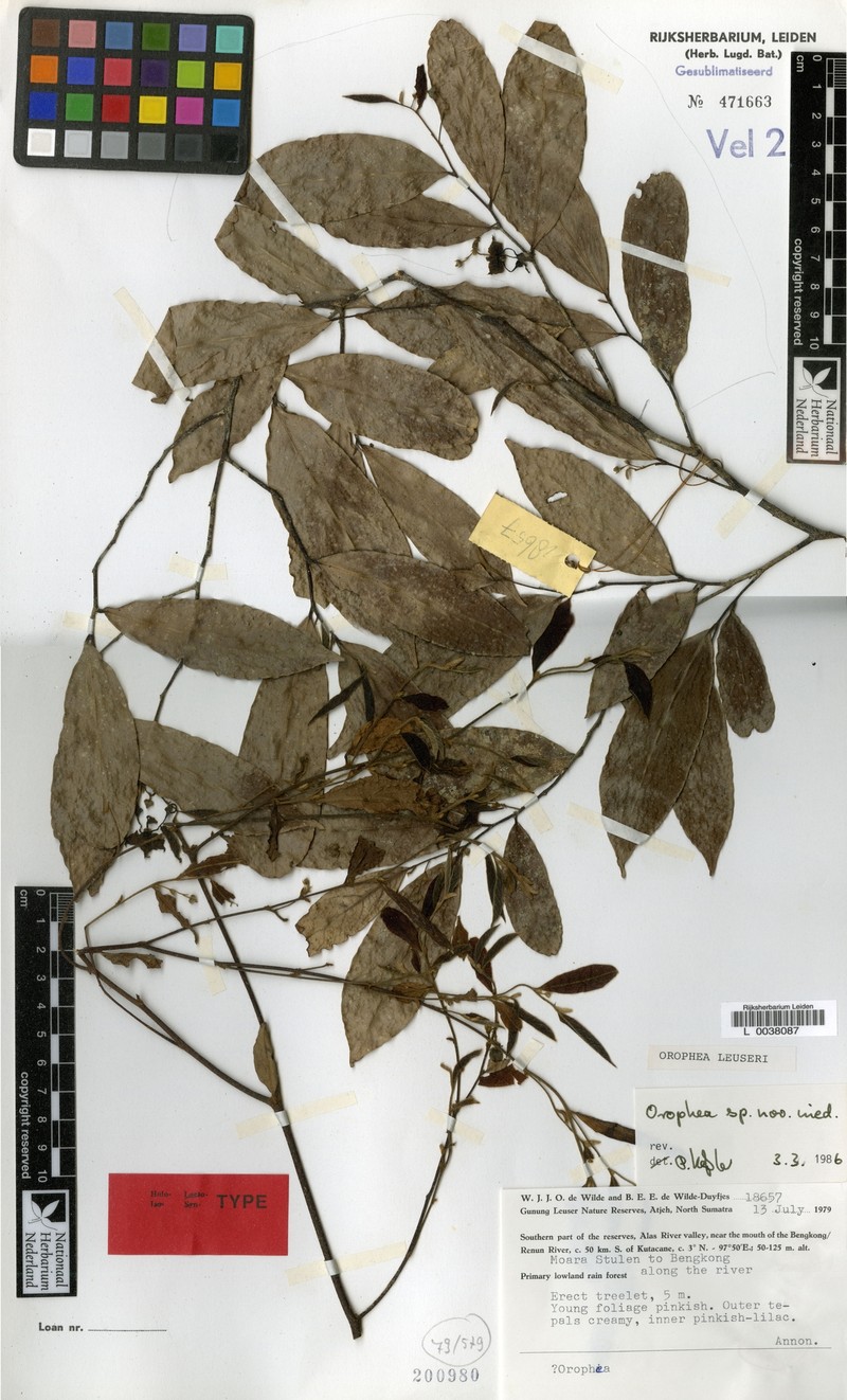 Orophea leuseri photo 3
