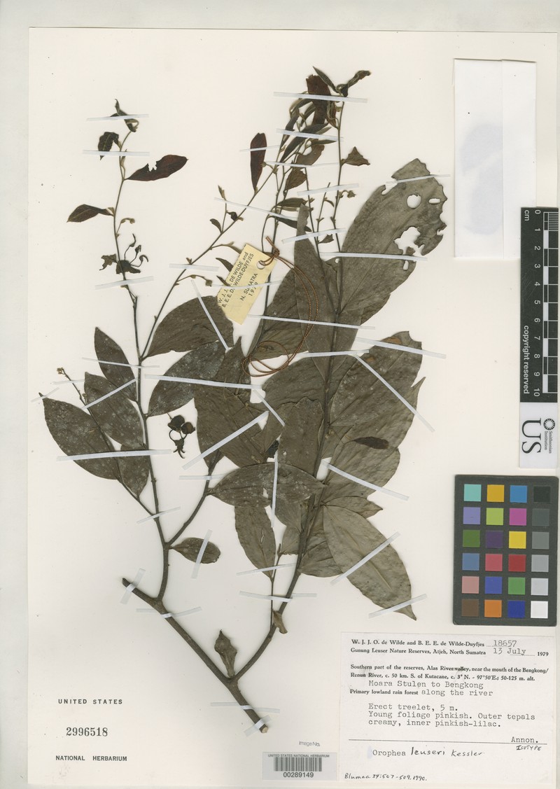 Orophea leuseri photo 4