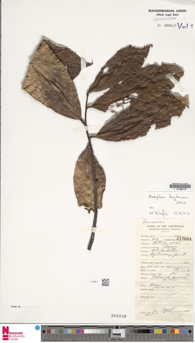 Orophea leytensis photo 2