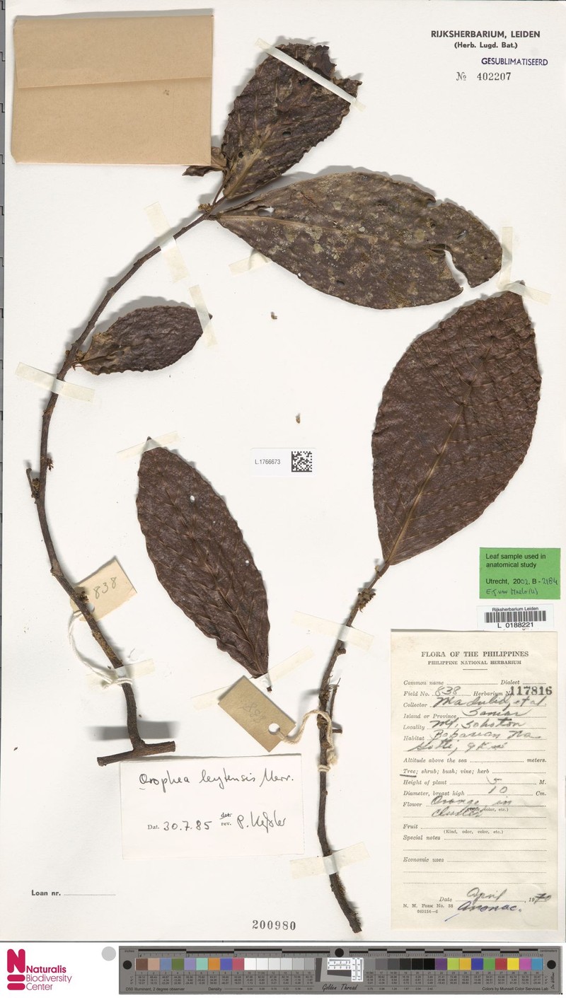 Orophea leytensis photo 3