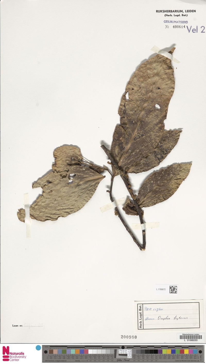 Orophea leytensis photo 4