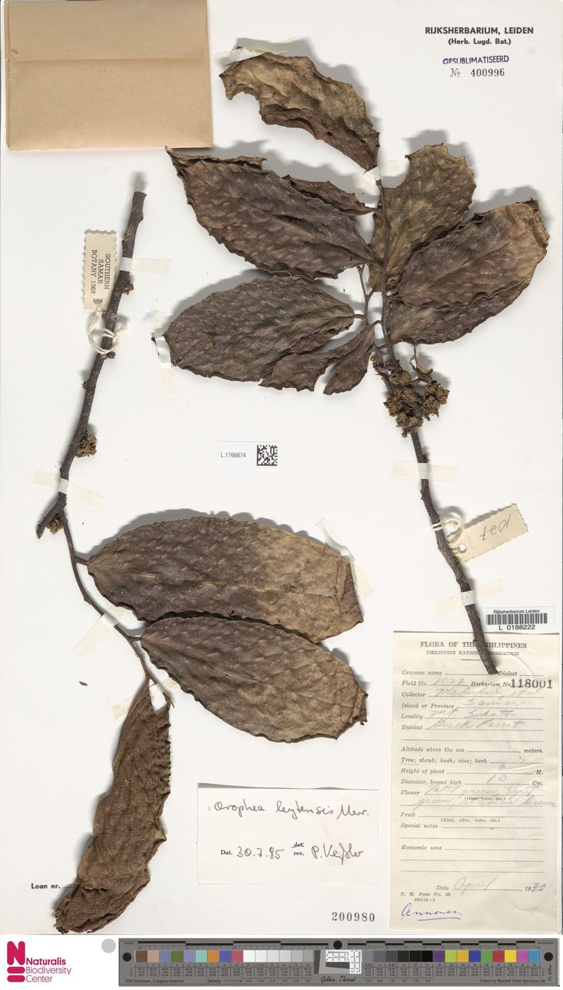 Orophea leytensis photo 5