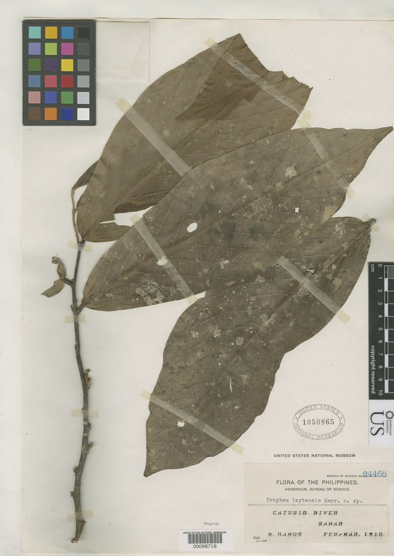 Orophea leytensis