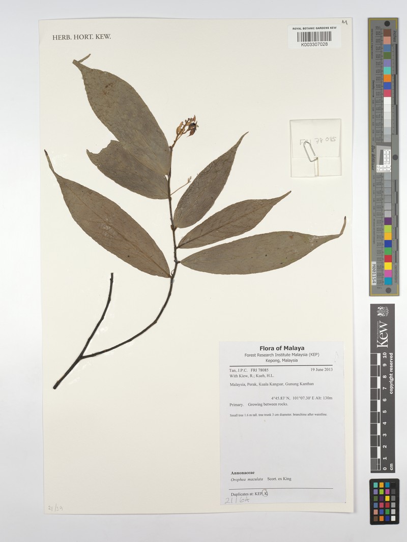 Orophea maculata photo 2