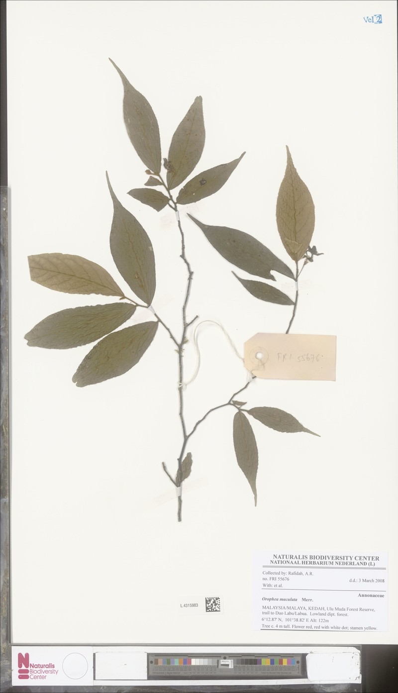 Orophea maculata photo 3