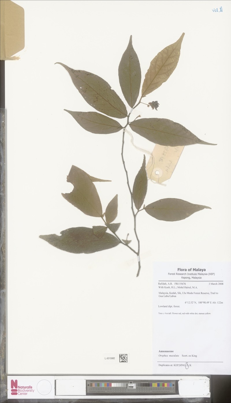Orophea maculata photo 4