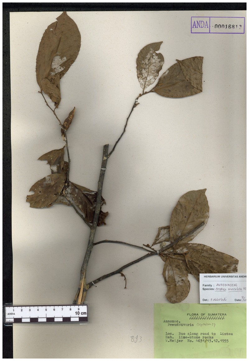 Orophea maculata photo 5