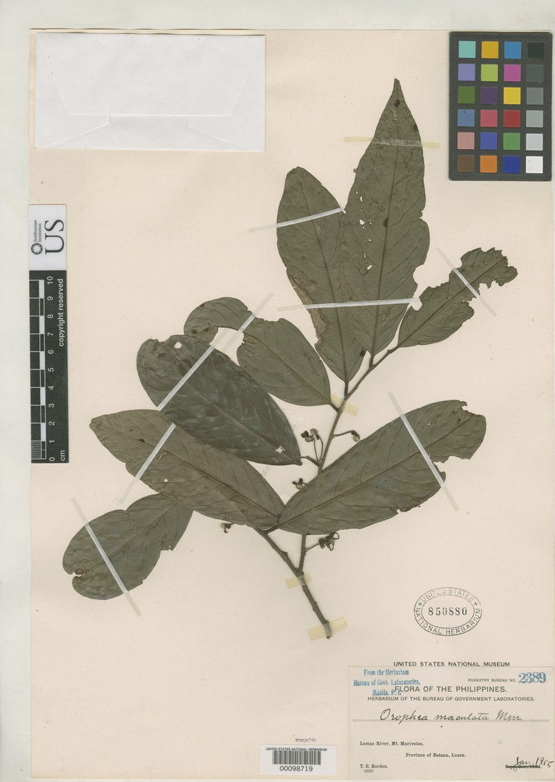 Orophea maculata