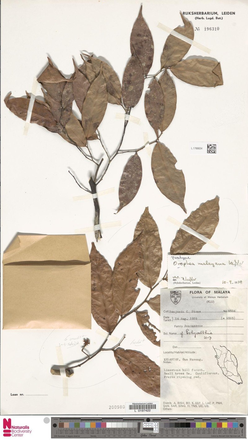 Orophea malayana